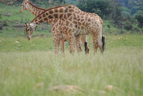 Krugersdorp Game Reserve - 2020 All You Need to Know Before You Go (with Photos) - Krugersdorp ...