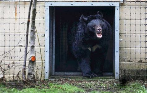 Bear Rescued from Abandoned Zoo in Ukraine Finds New Home in UK