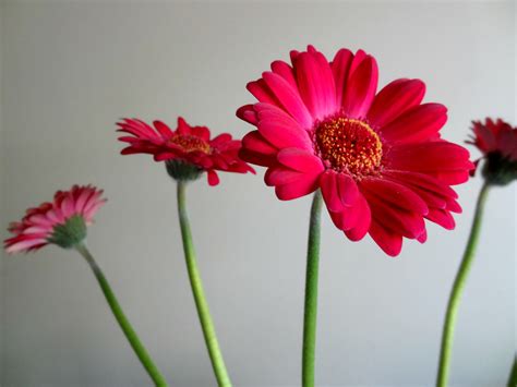 The Light That Shone The Brightest: Recording the beauty of long-stemmed flowers