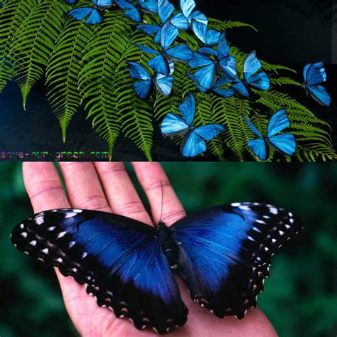 Blue Morpho Butterfly - Save Our Green