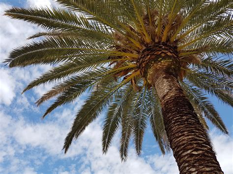 Palmera Canaria, una Especie Endémica | VillaGranCanaria