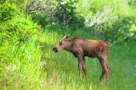 Moose Calf In Kincaid Park, Anchorage, Southcentral Alaska, Summer ...