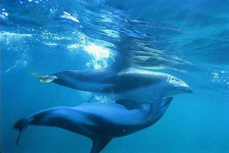 Dolphin Mating & Reproduction | Overview & Facts - Lesson | Study.com