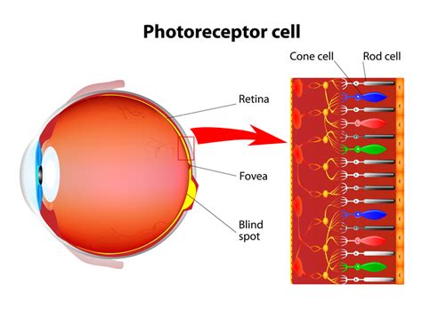 Rods and Cones - What Role Do They Play in Macular Degeneration?