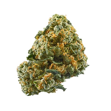 Studio 54 Weed Strain Information | Leafly