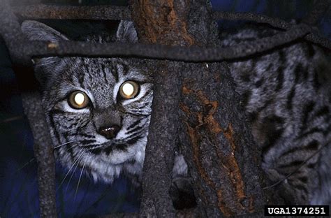 bobcat (Lynx rufus)