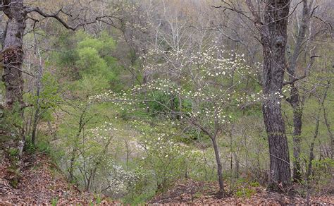 Dogwood Landscape The dogwoods are a little late to come on this year. As you can see in this ...