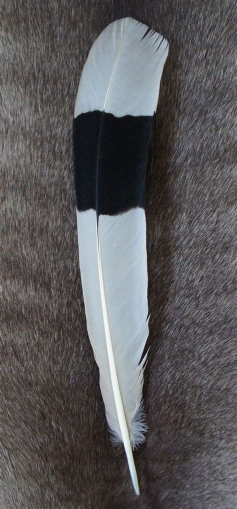 Great Hornbill tail feather by Featheroes on DeviantArt