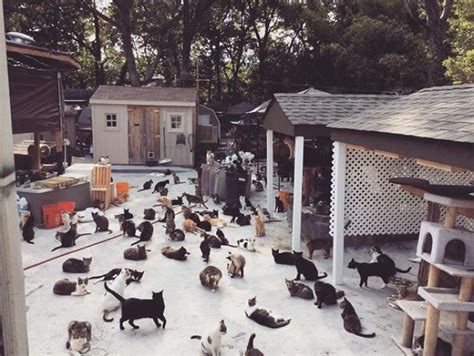 After Tragic Loss Of His Son, Man Opens Cat Sanctuary For 300 Cats