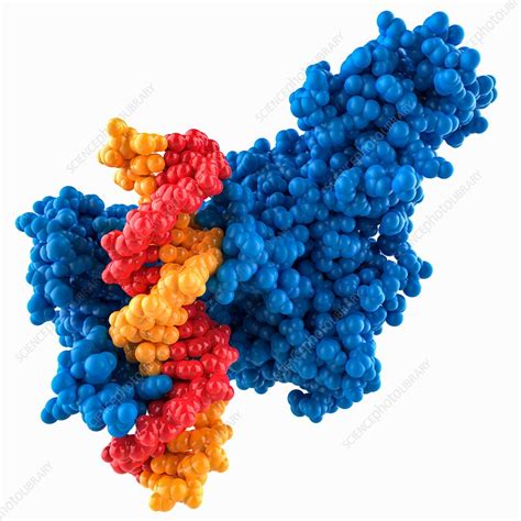 Methyltransferase complexed with DNA - Stock Image - C037/8181 ...