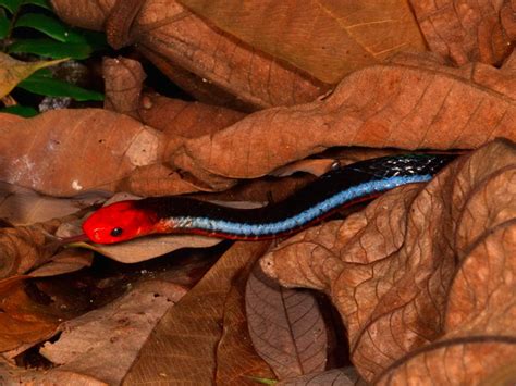 Blue coral snake venom is ridiculously potent and causes instant paralysis - IEyeNews