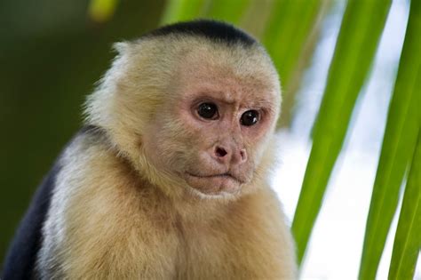 Free Images : wildlife, mammal, fauna, primate, squirrel monkey, vertebrate, primates, macaque ...