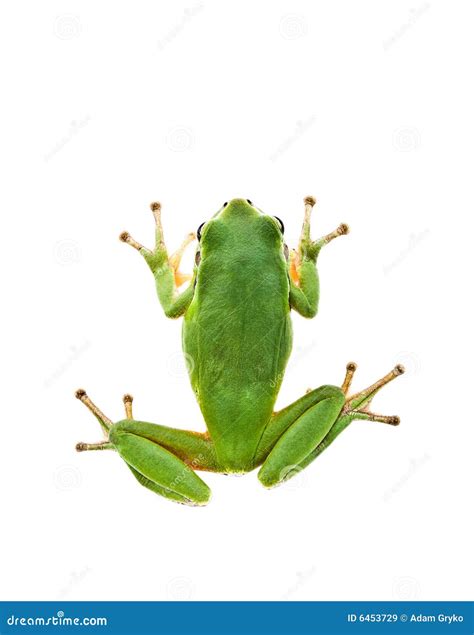 Arbre de grenouille image stock. Image du fond, vert, endangered - 6453729