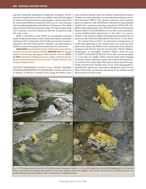 (PDF) Incilius marmoreus (Marbled Toad). Sexual dichromatism and reproductive behavior.