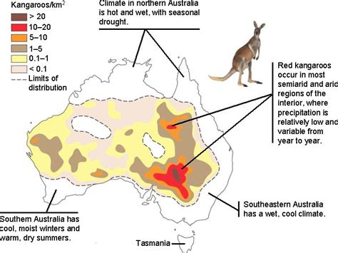 WHERE DO KANGAROOS LIVE? |The Garden of Eaden