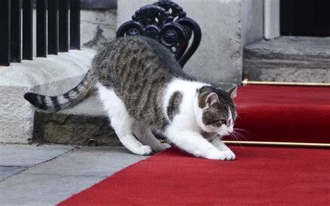 In pictures: David Cameron's cat - Larry, Chief Mouser of Downing Street