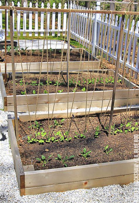 A Trellis for Growing Peas - Ashley Hackshaw / Lil Blue Boo