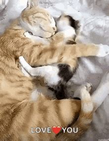 Big Hug Mom GIF - Big Hug Mom Kitten - Discover & Share GIFs