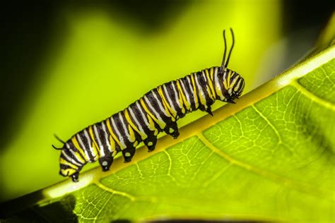 monarch butterfly caterpillar | Smithsonian Photo Contest | Smithsonian ...