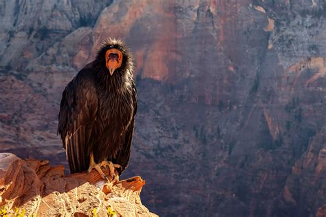 Utah's California Condors - Bryce Canyon Country