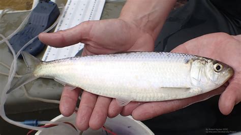 Tuesday, June 22, 2021: River Herring Conservation in the Chesapeake ...