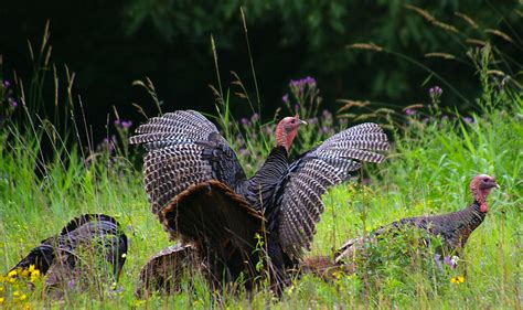 Wild Turkeys in New Hampshire image - Free stock photo - Public Domain photo - CC0 Images