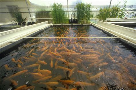 Ideas For Business: How to Start a Profitable Fish Farming Business