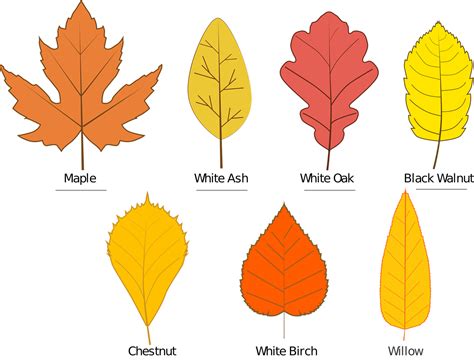 Download Autumn, Leaves, Leave Types. Royalty-Free Vector Graphic - Pixabay