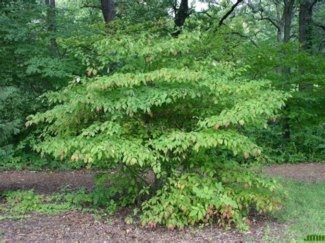 Pagoda dogwood | The Morton Arboretum