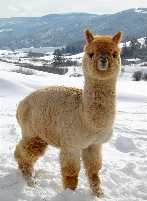 Apalca in the snow | Weird animals, Cute alpaca, Cute animals