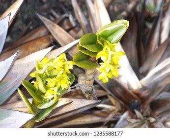 290 Venezuela orchids Images, Stock Photos & Vectors | Shutterstock