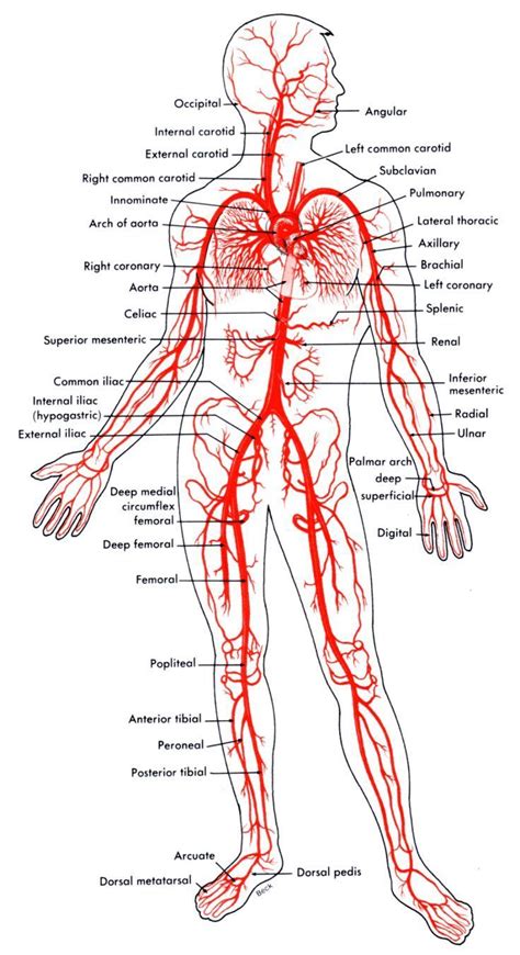 Major Arteries Of The Body | Human body anatomy, Medical anatomy, Human anatomy and physiology