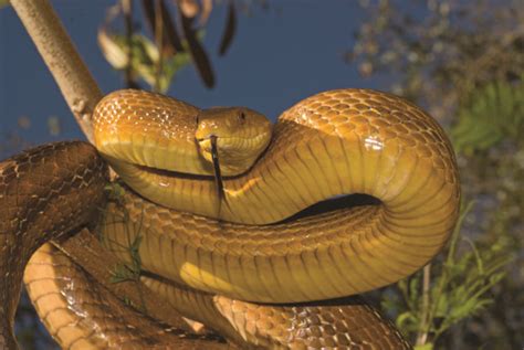 Rat Snakes Of The United States - Reptiles Magazine