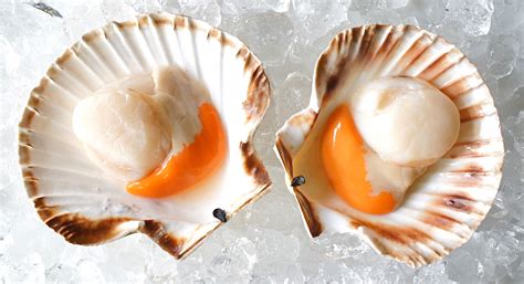 Scallop | BBC Good Food