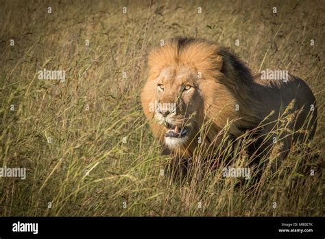 The King of the Beasts Stock Photo - Alamy