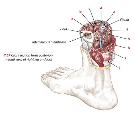 Concentric Eccentric Training Of The Posterior Tibialis | EOUA Blog