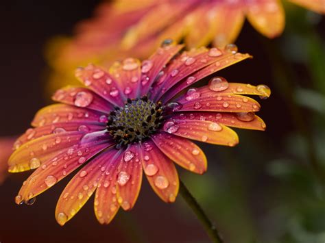 Orange Daisy Wallpaper 4K, Closeup, Macro, Dew Drops