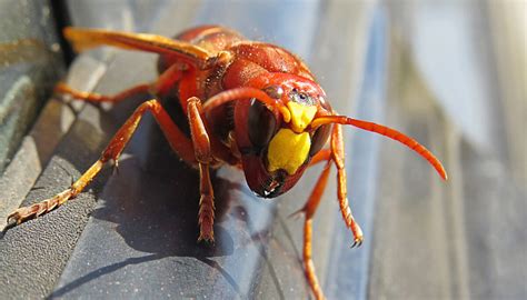 Experts Rush to Exterminate Asian ‘Murder Hornets’ Discovered in US for ...