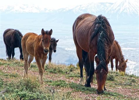 Herd Of Mustang Horses Photograph by Waterdancer