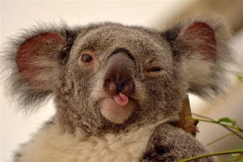 Koala Tongue Stock Photos - Free & Royalty-Free Stock Photos from ...