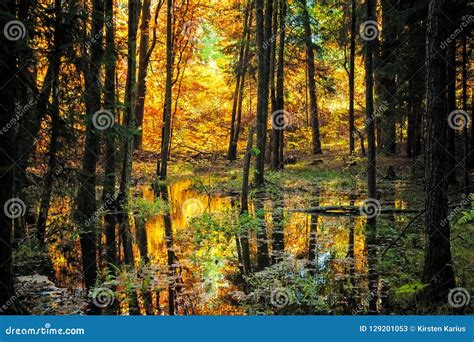 Typical Golden Autumn Scene Stock Image - Image of scene, reflect: 129201053