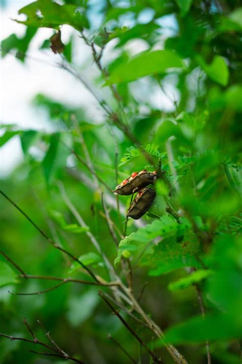 Insect Pupas among Leaves · Free Stock Photo