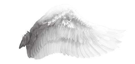 White Angel Wings 1 (4) by bouzid27 on DeviantArt