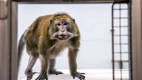 Should aging lab monkeys be retired to sanctuaries? | Science | AAAS