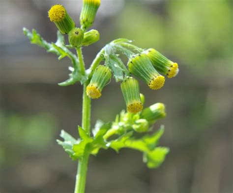 Common Groundsel - Minneopa Orchards