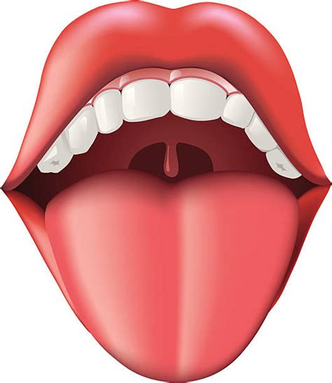 Best Human Tongue Illustrations, Royalty-Free Vector Graphics & Clip Art - iStock