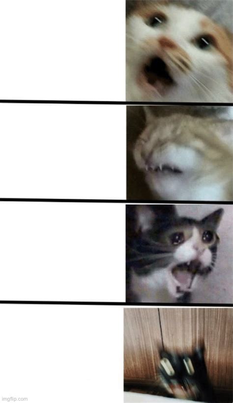 Scaredy Cat Blank Template - Imgflip