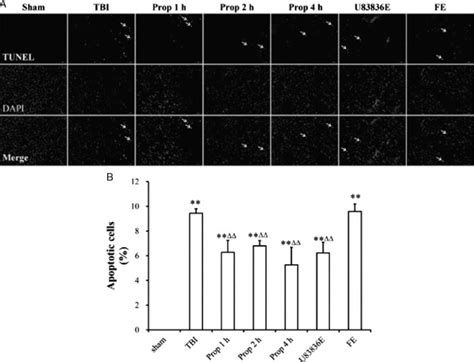 TUNEL staining demonstrated the reduction in apoptosis after the... | Download Scientific Diagram