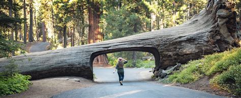 Tunnel Log Drive Through Tree in Sequoia National Park — Flying Dawn ...