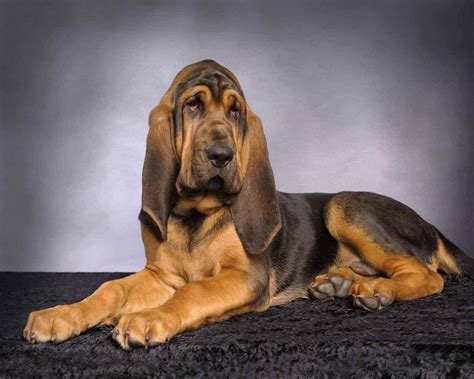 St. Hubert Hound - SpockTheDog.com